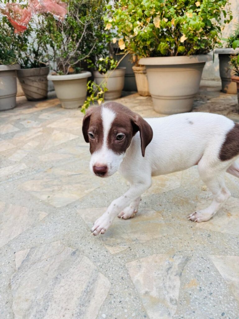 Adopt this beautiful female puppy - puppy in Delhi NCR