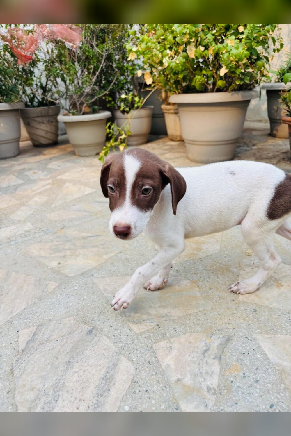Adopt this beautiful female puppy β Delhi NCR