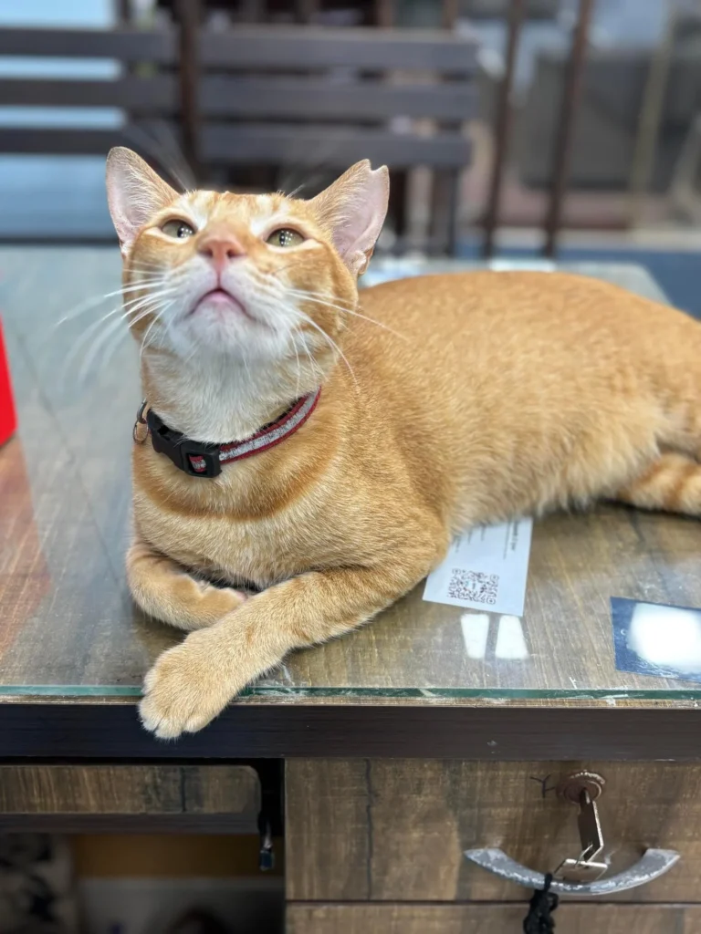 Mumbai: Orange Building cat up for adoption - kitten in Mumbai