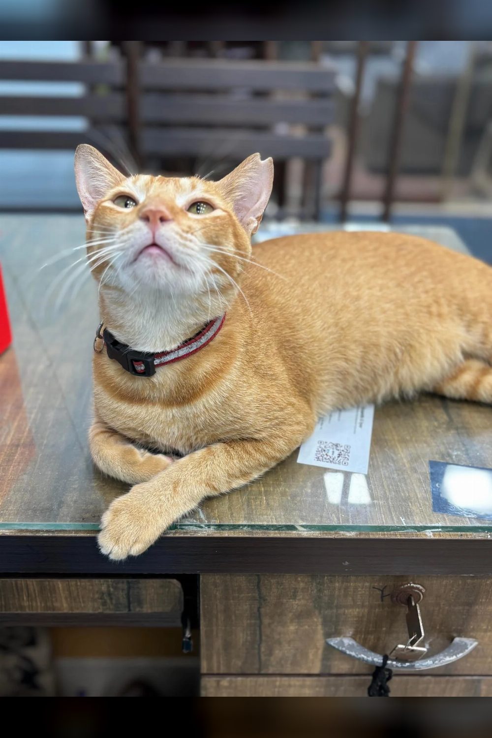 Mumbai: Orange cat up for adoption