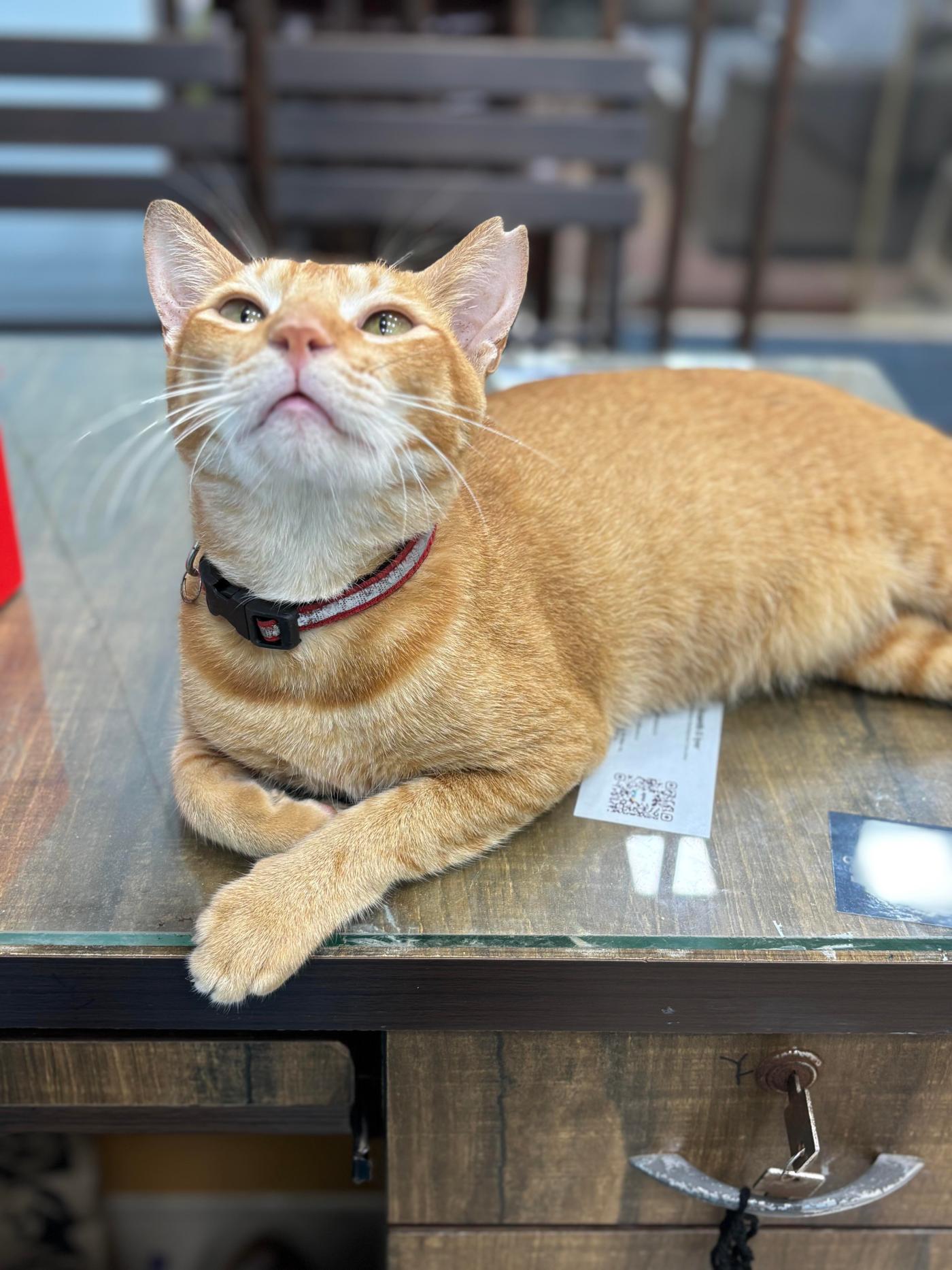 Mumbai: Orange cat up for adoption
