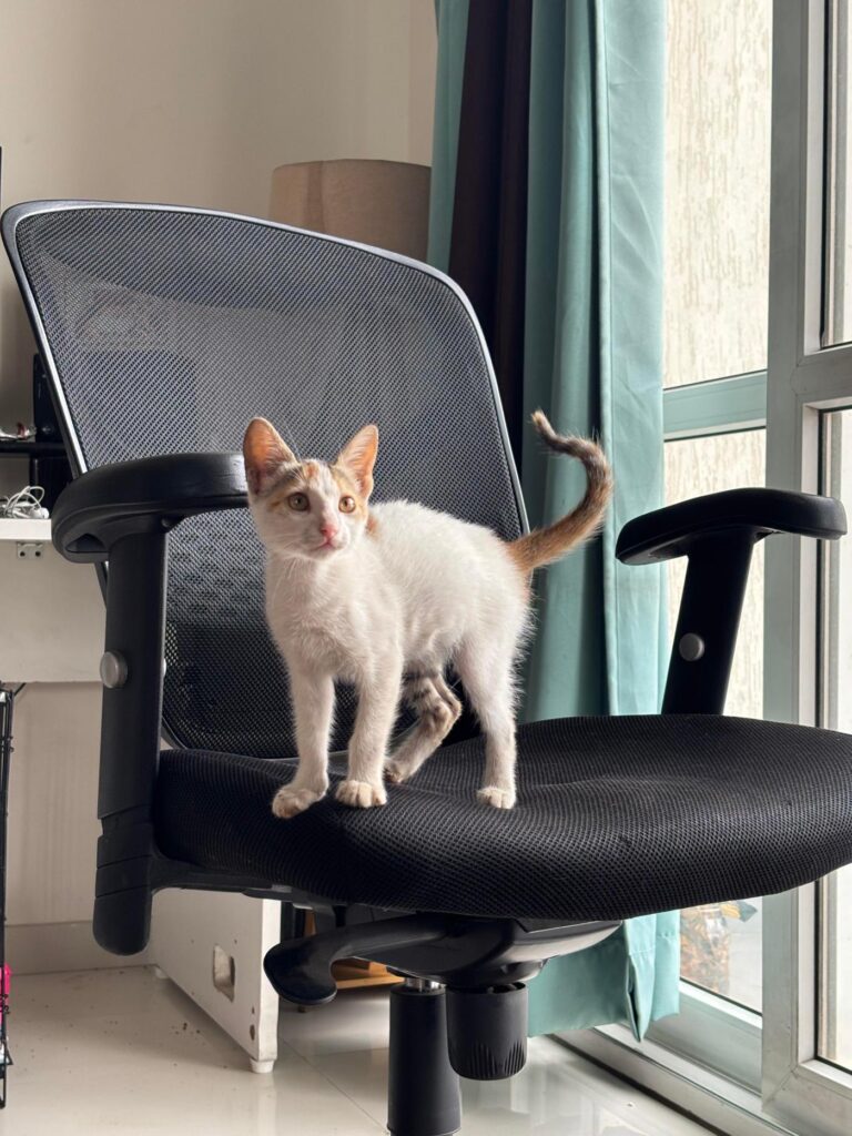 Help me find this kitten a loving home | Pune - kitten for adoption in Pune