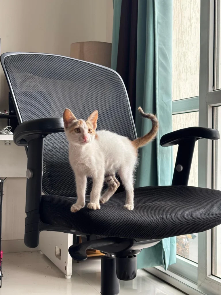 Help me find this kitten a loving home | Pune - kitten for adoption in Pune