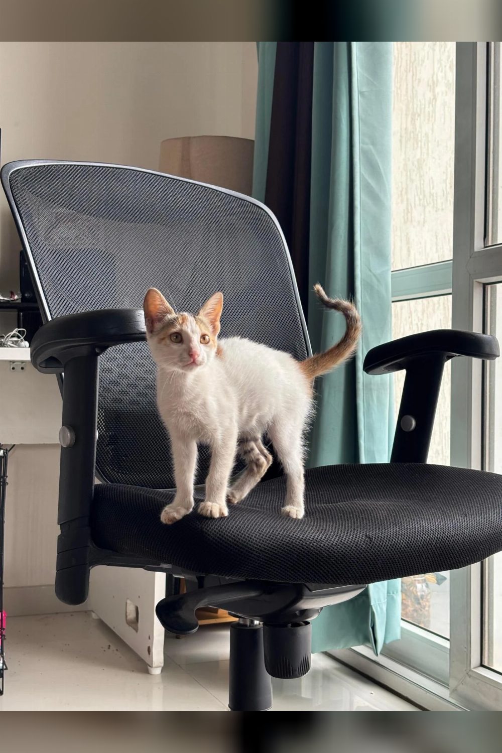 Help me find this kitten a loving home | Pune