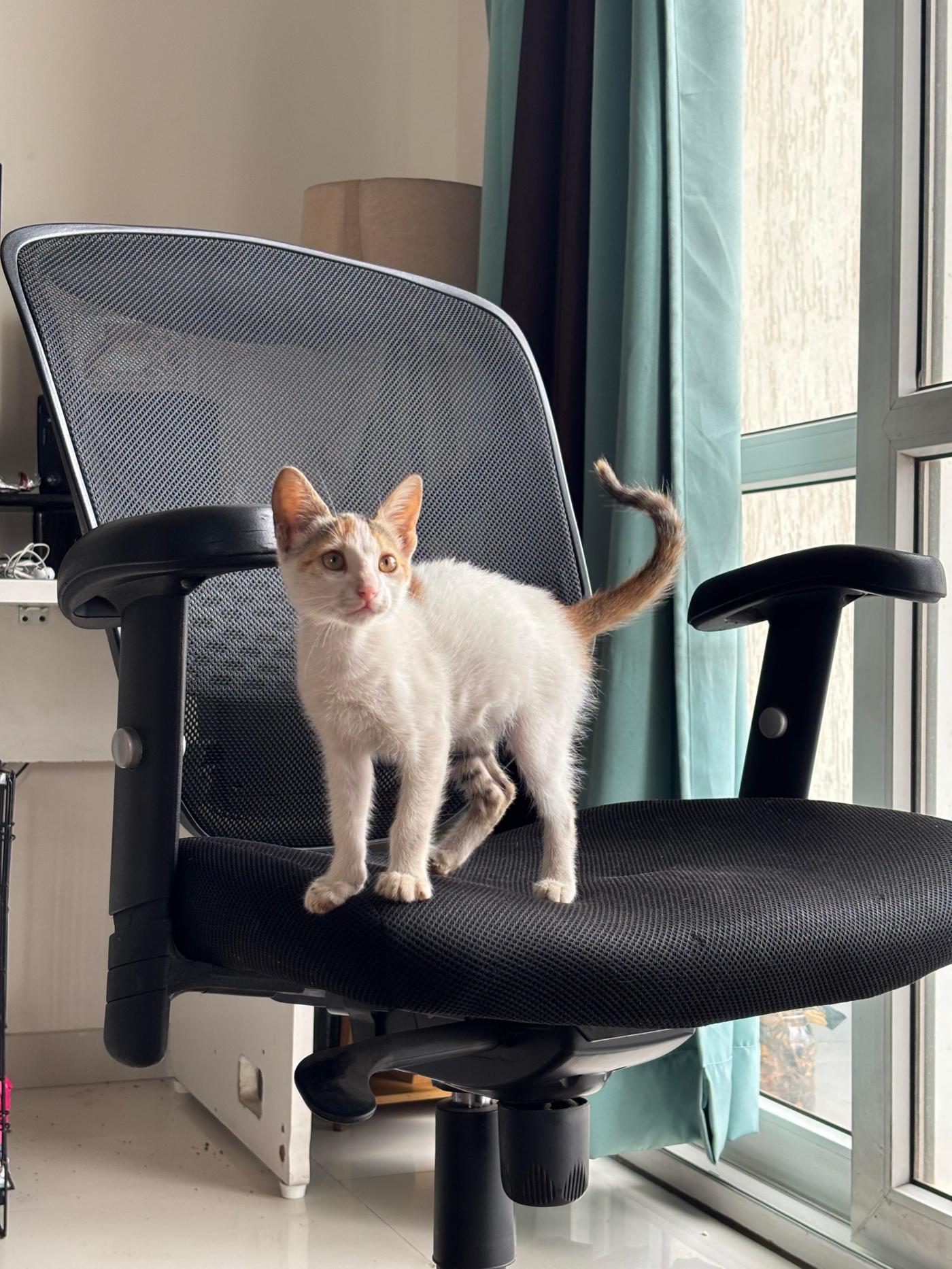 Help me find this kitten a loving home | Pune
