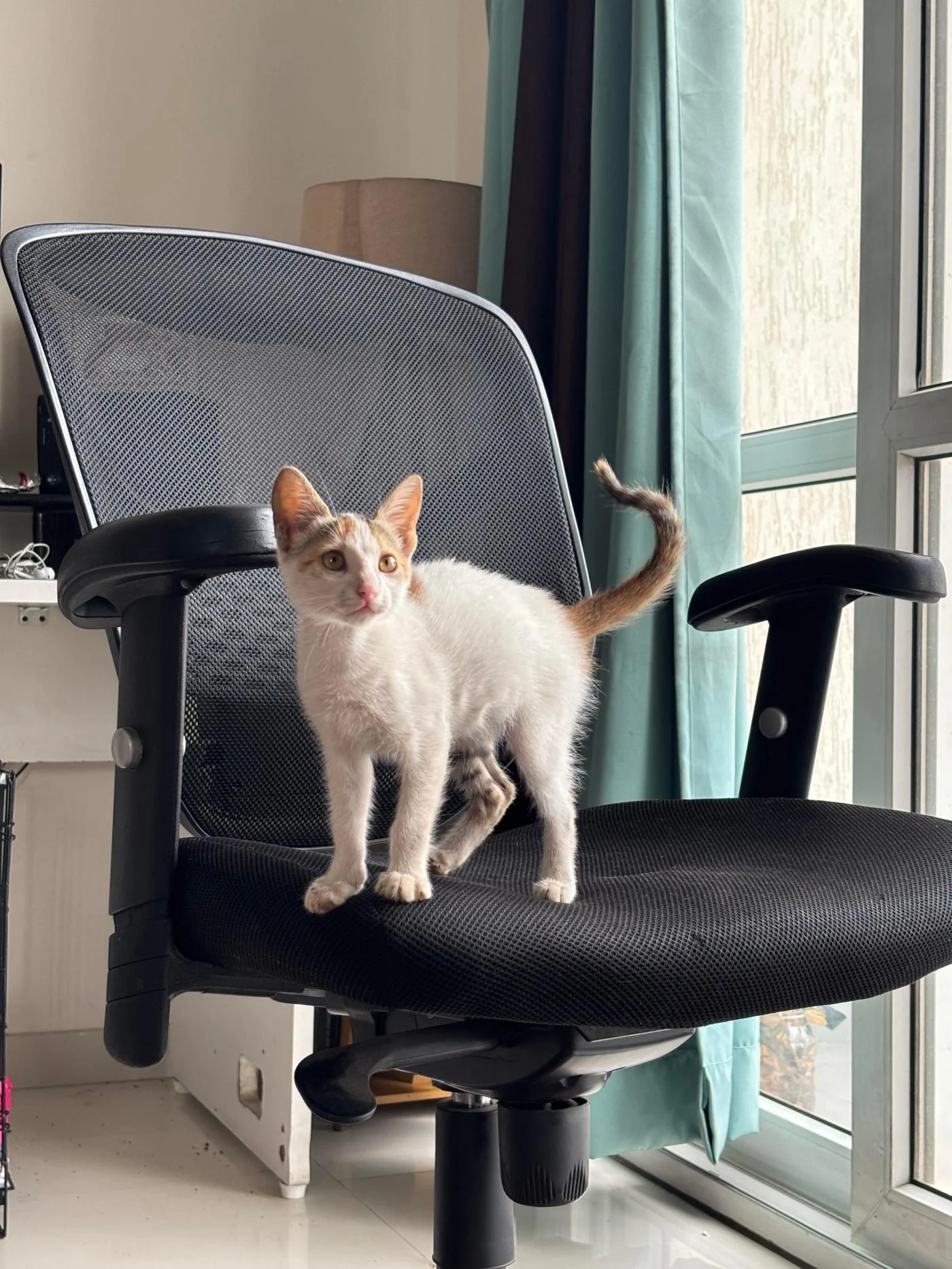 Help me find this kitten a loving home | Pune