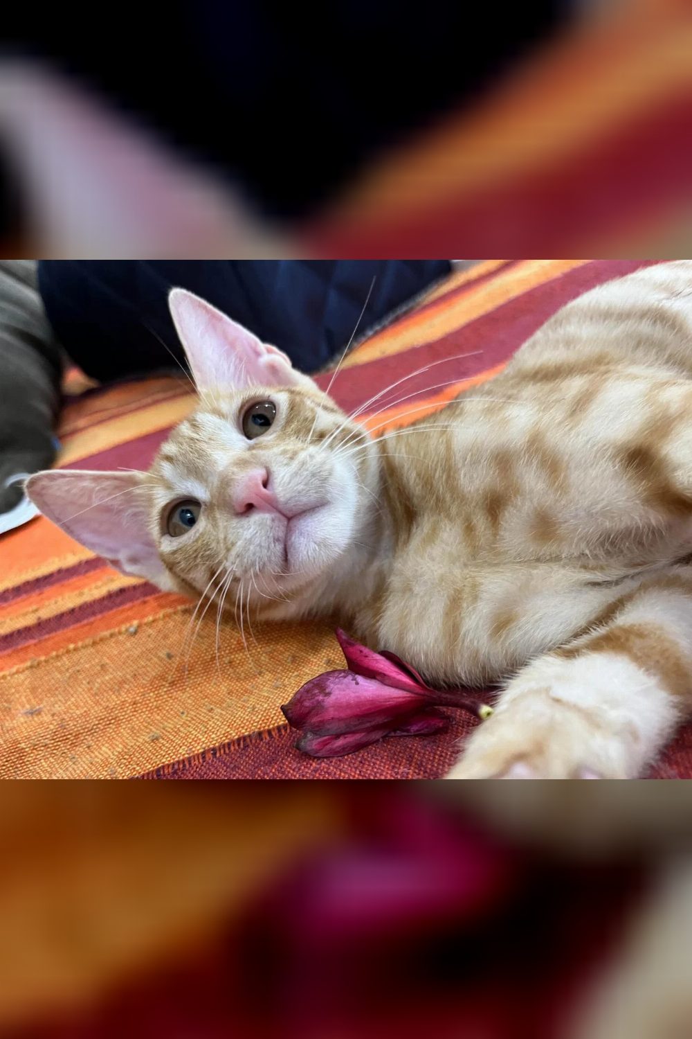 Kaddu, Keenu and Mirchi, three vaccinated kittens, need homes — Delhi NCR