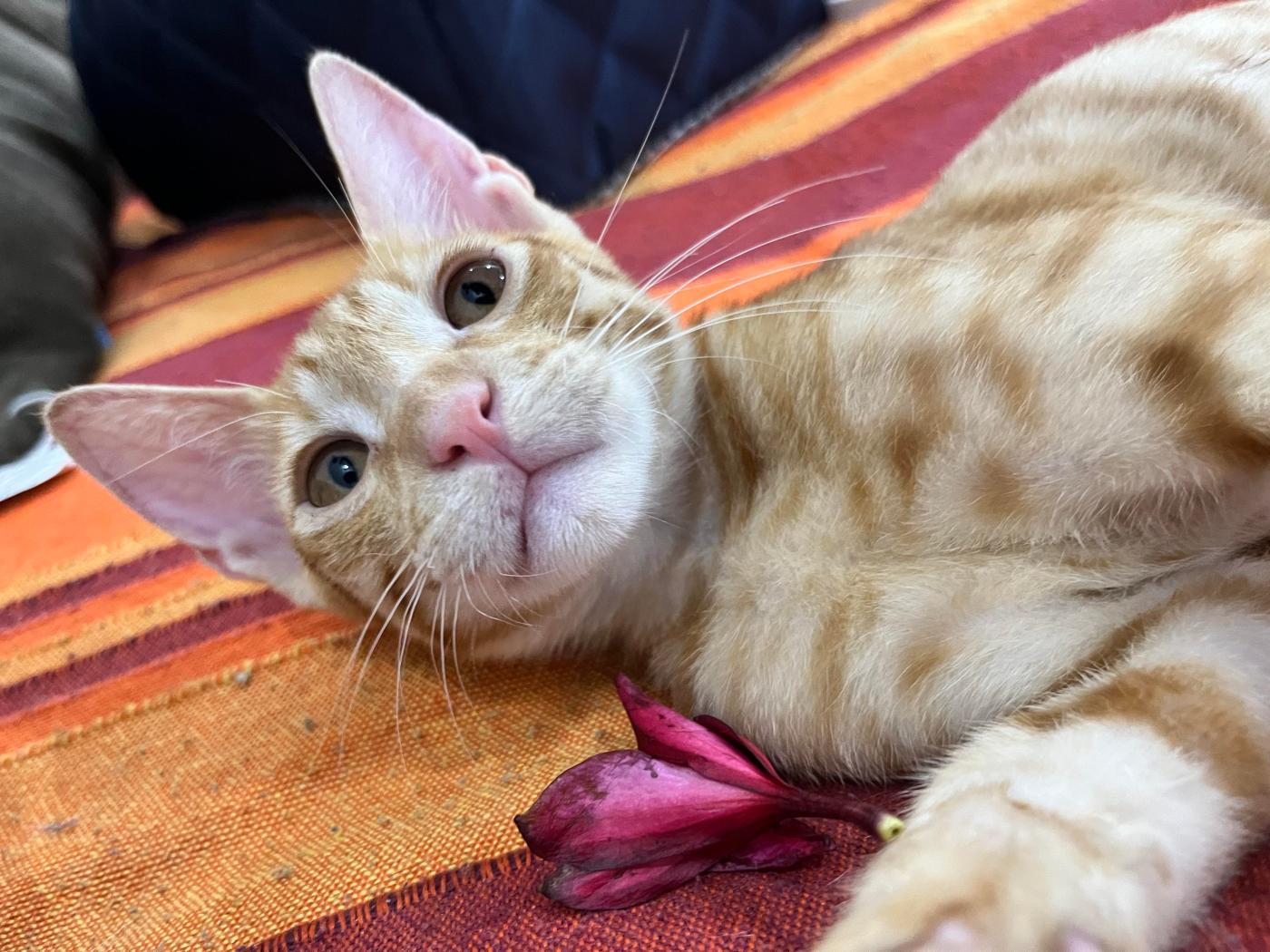 Kaddu, Keenu and Mirchi, three vaccinated kittens, need homes — Delhi NCR
