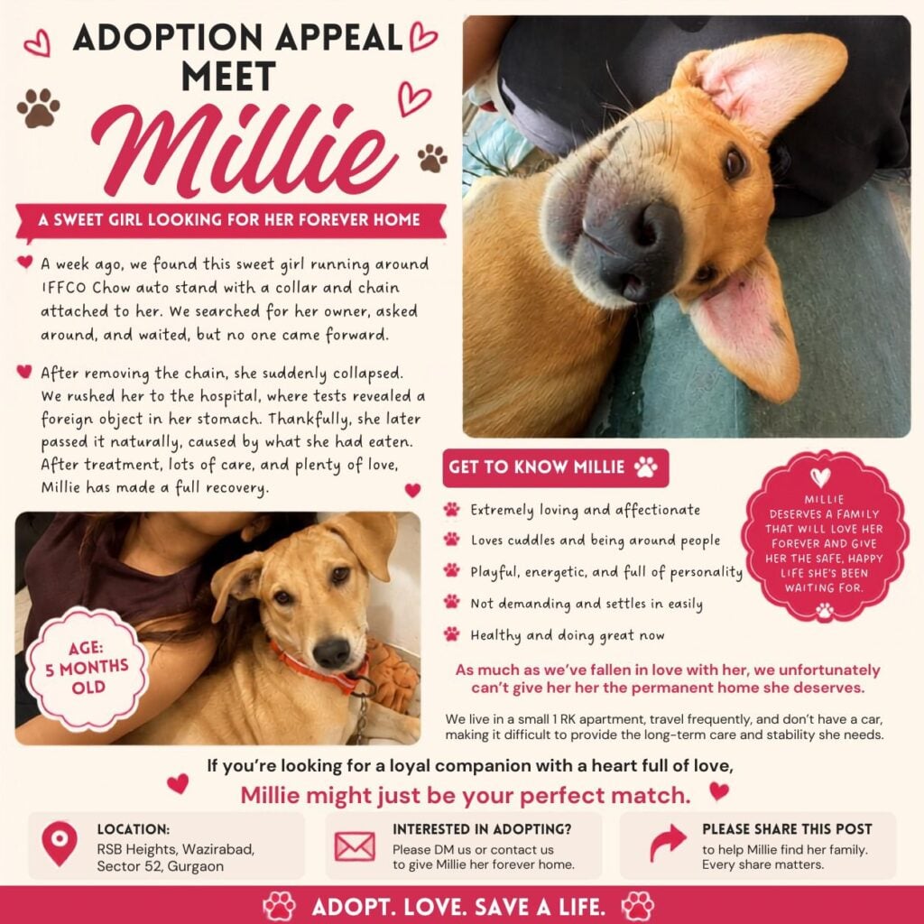 Searching for a loving home for this 5 months old abandoned puppy. - Gurugram - puppy for adoption in Delhi NCR