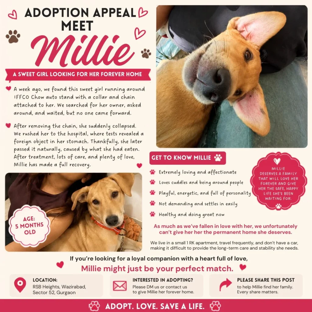 Millie, a five-month-old dog found chained near IFFCO Chowk metro station in Gurgaon