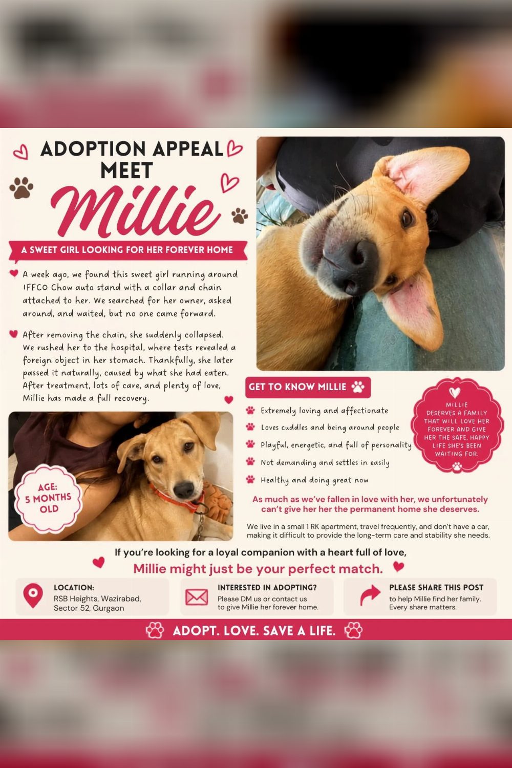 Millie was found chained at IFFCO Chowk and has fully recovered — Delhi NCR