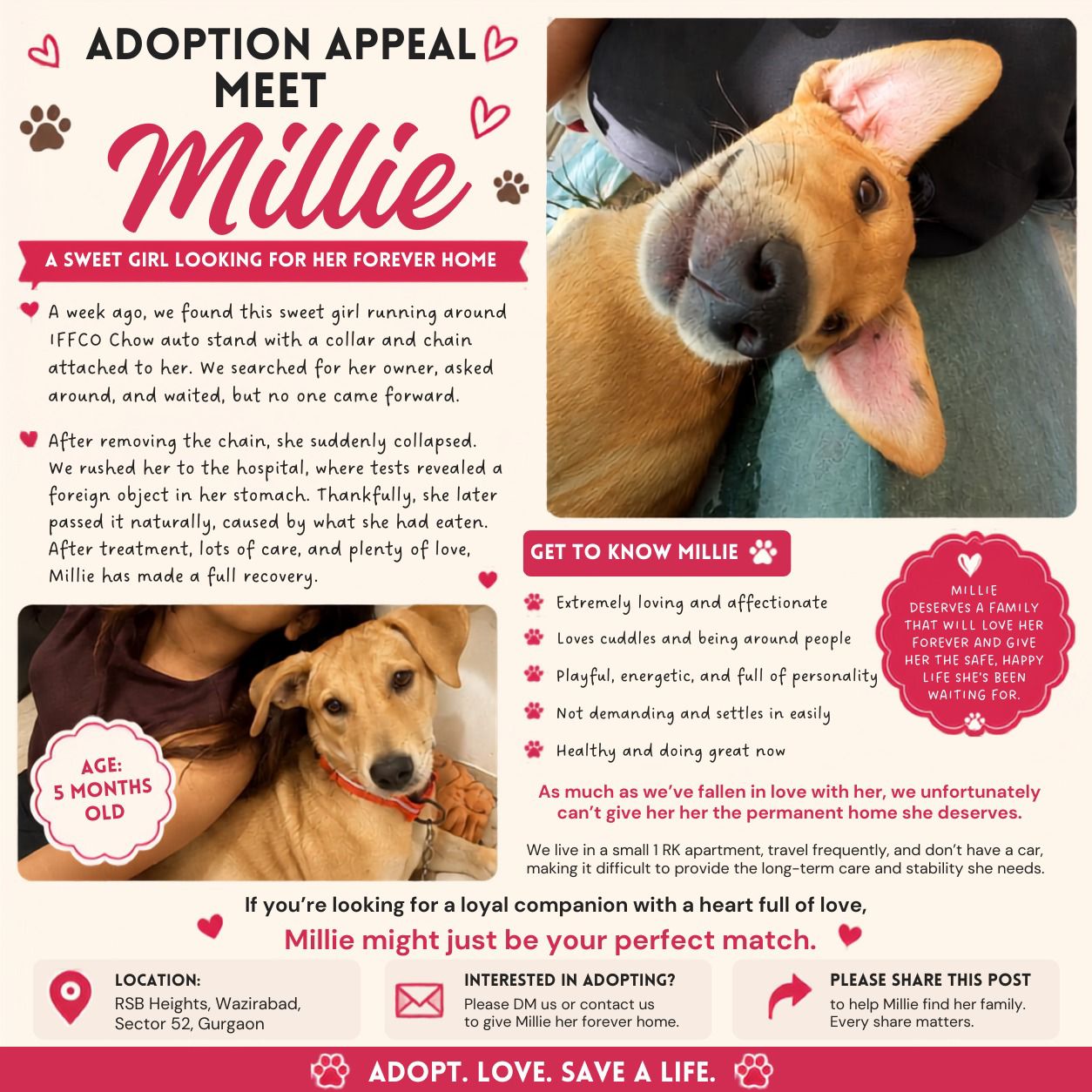 Millie was found chained at IFFCO Chowk and has fully recovered — Delhi NCR