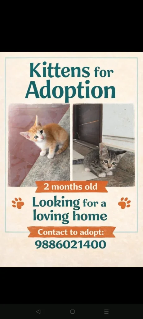 Two-month-old kittens up for adoption in Bengaluru