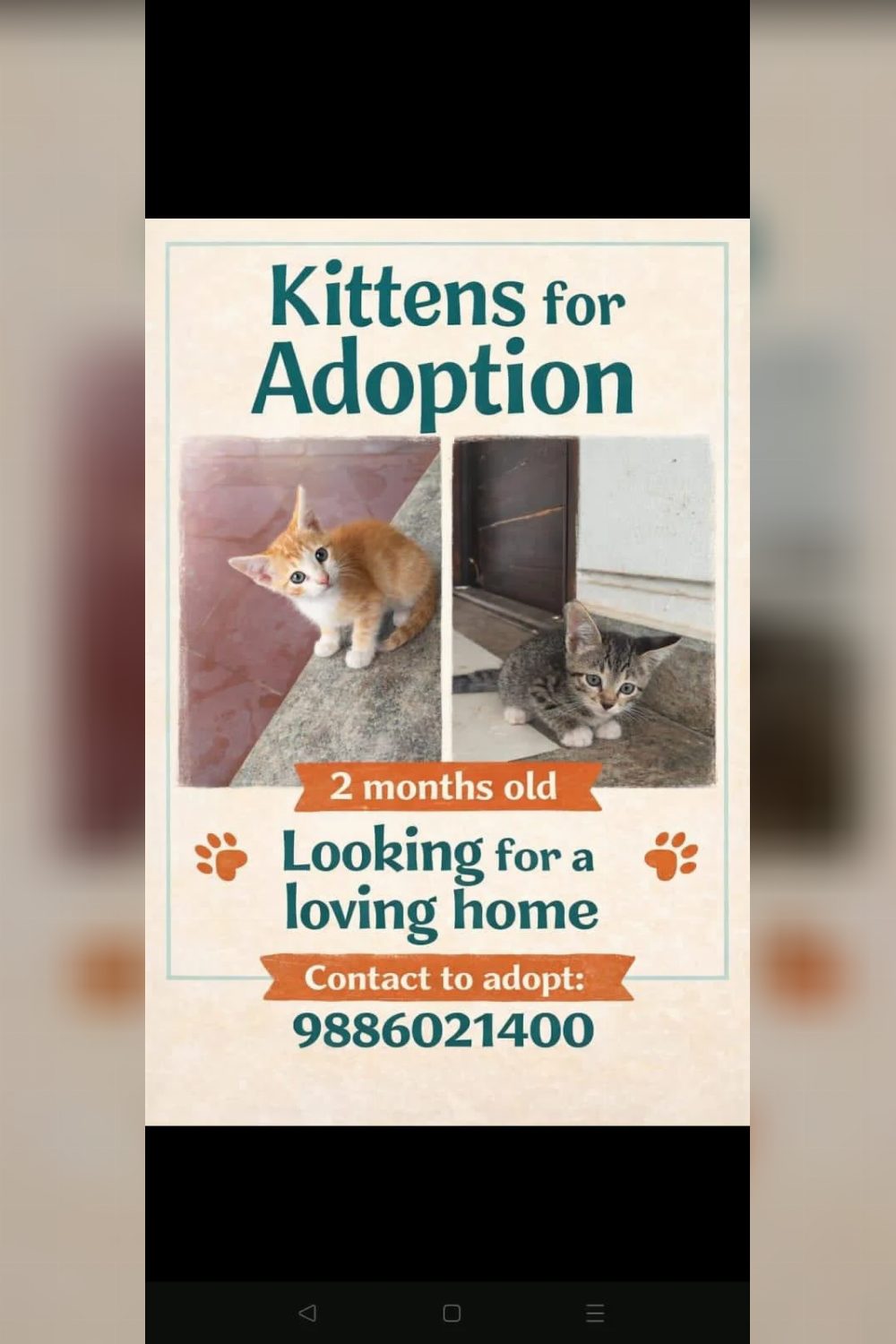 Two-month-old kittens in Bengaluru looking for a loving home