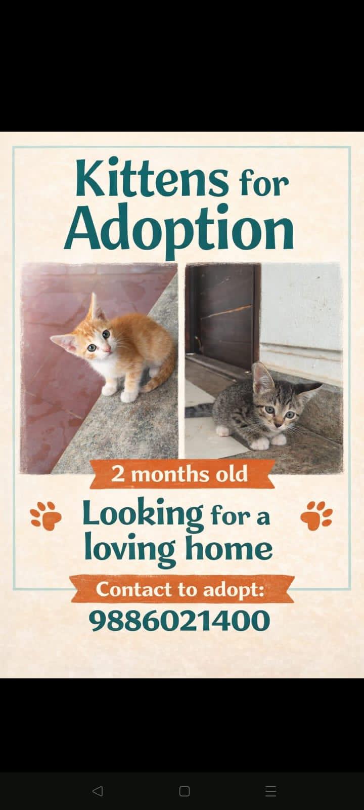 Two-month-old kittens in Bengaluru looking for a loving home