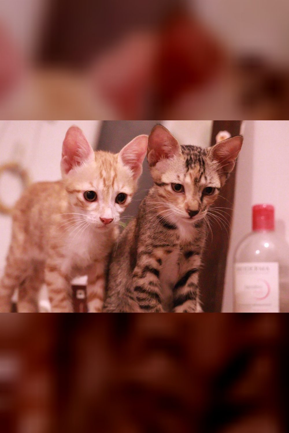 Snow, a foster kitten hoping for a forever home — Delhi NCR
