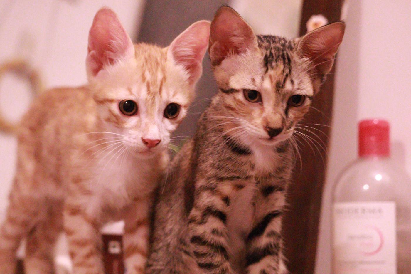 Snow, a foster kitten hoping for a forever home — Delhi NCR