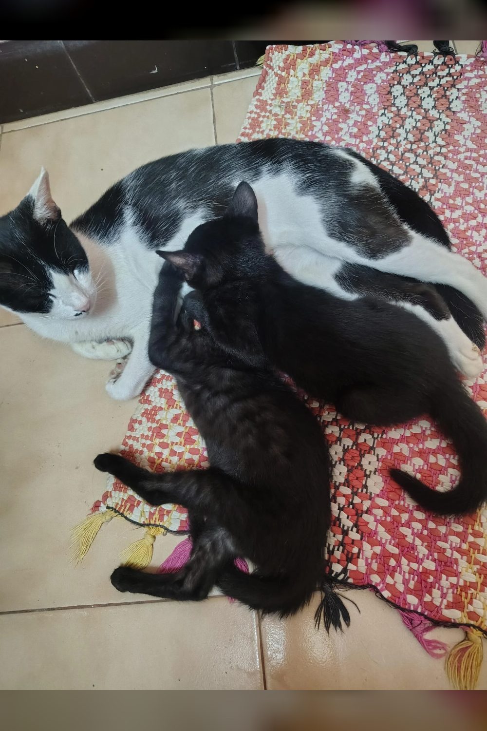 Voidlings: two black kittens up for adoption — Coimbatore