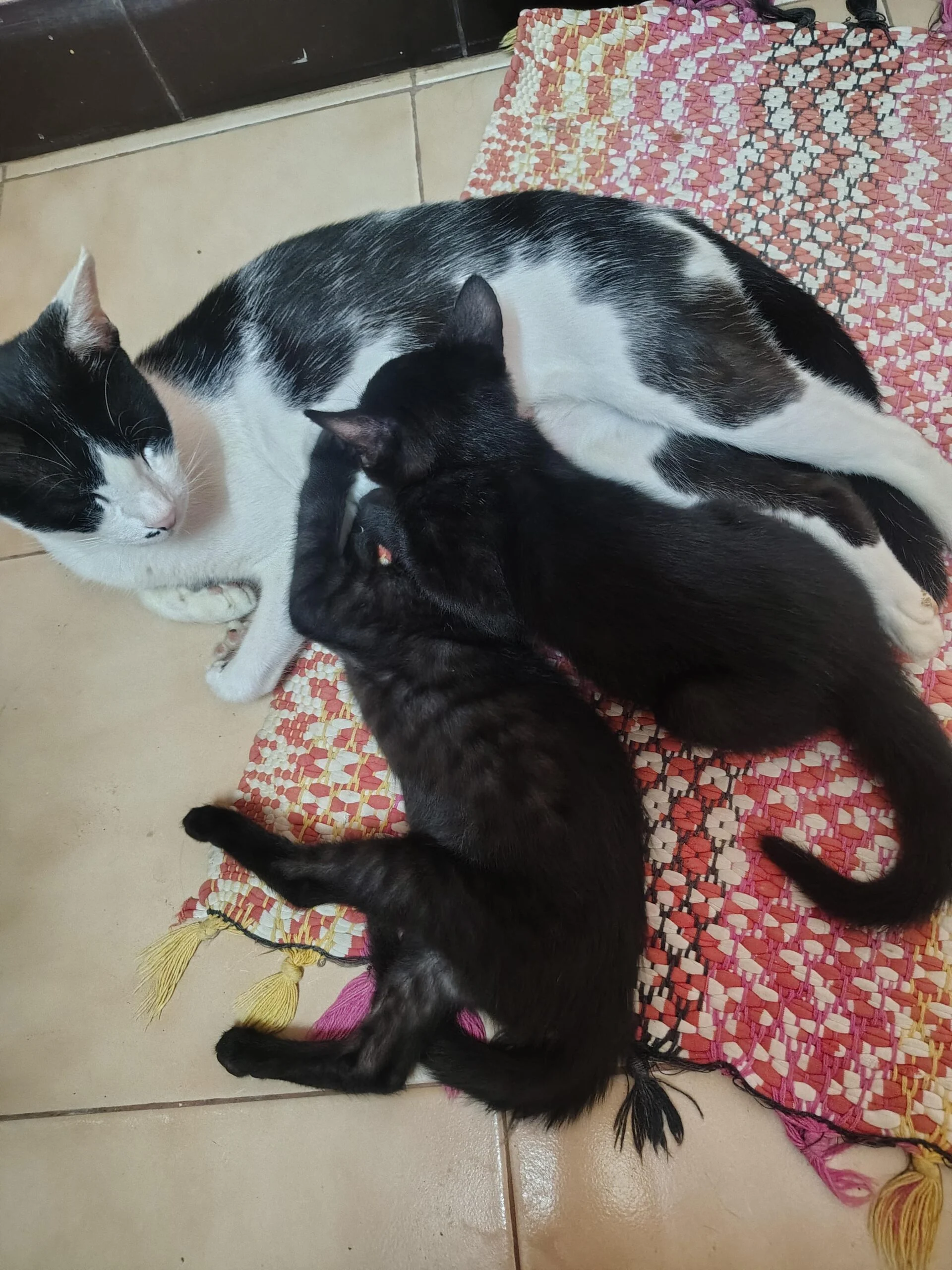 Voidlings: two black kittens up for adoption — Coimbatore