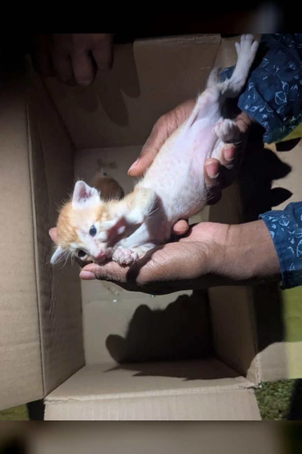 Two kittens are looking for kind adopters | Hyderabad | Telangana