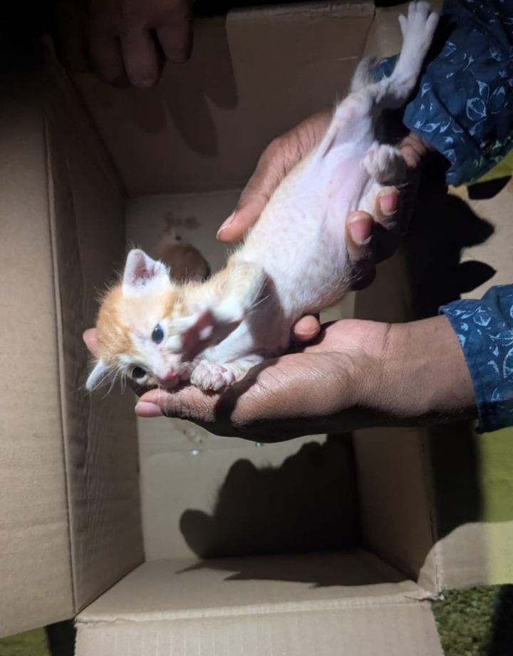 Two kittens are looking for kind adopters | Hyderabad | Telangana - kitten in Hyderabad