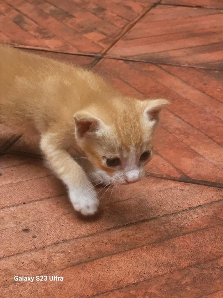 Kitten avaliable for adoption free, Goregaon east Mumbai - kitten in Mumbai