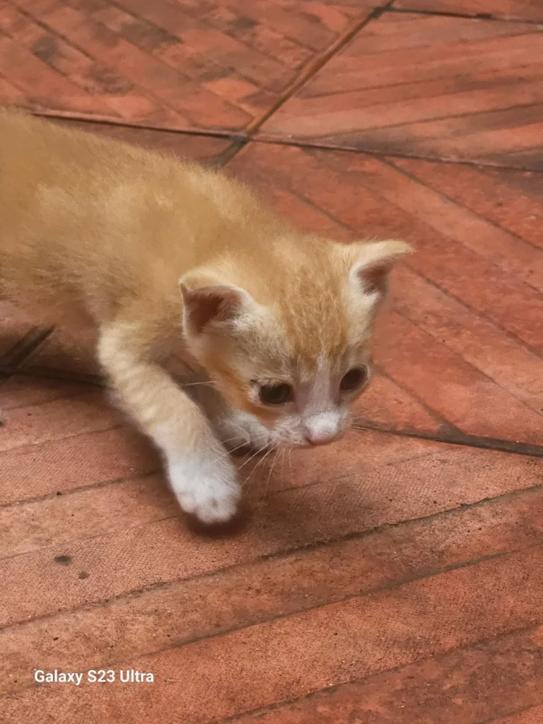 Kitten avaliable for adoption free, Goregaon east Mumbai - kitten in Mumbai