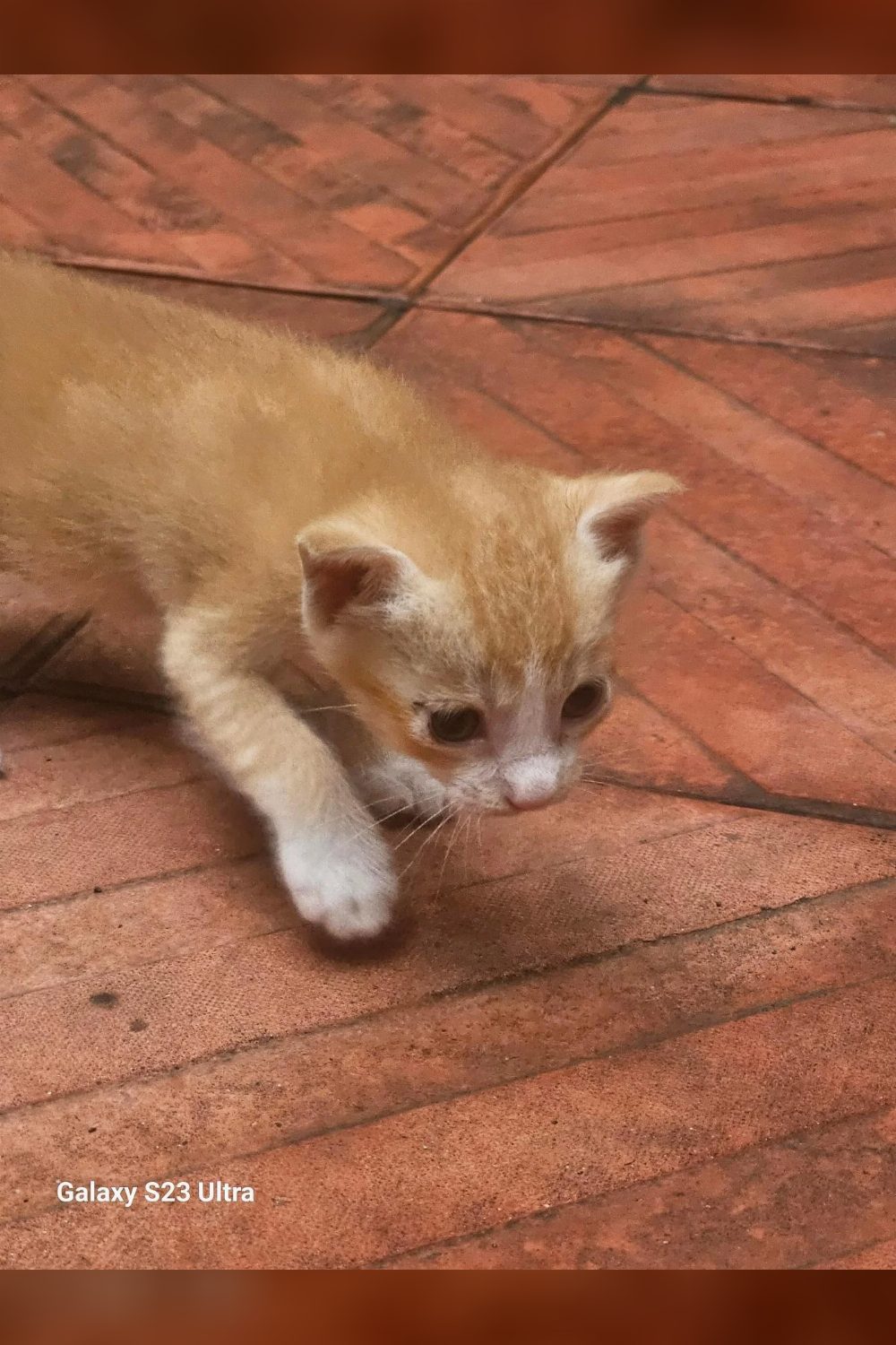 Kitten available for adoption free, Goregaon east Mumbai