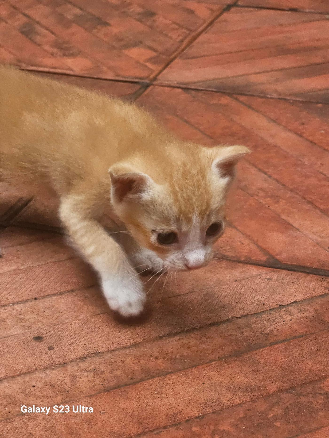 Kitten available for adoption free, Goregaon east Mumbai
