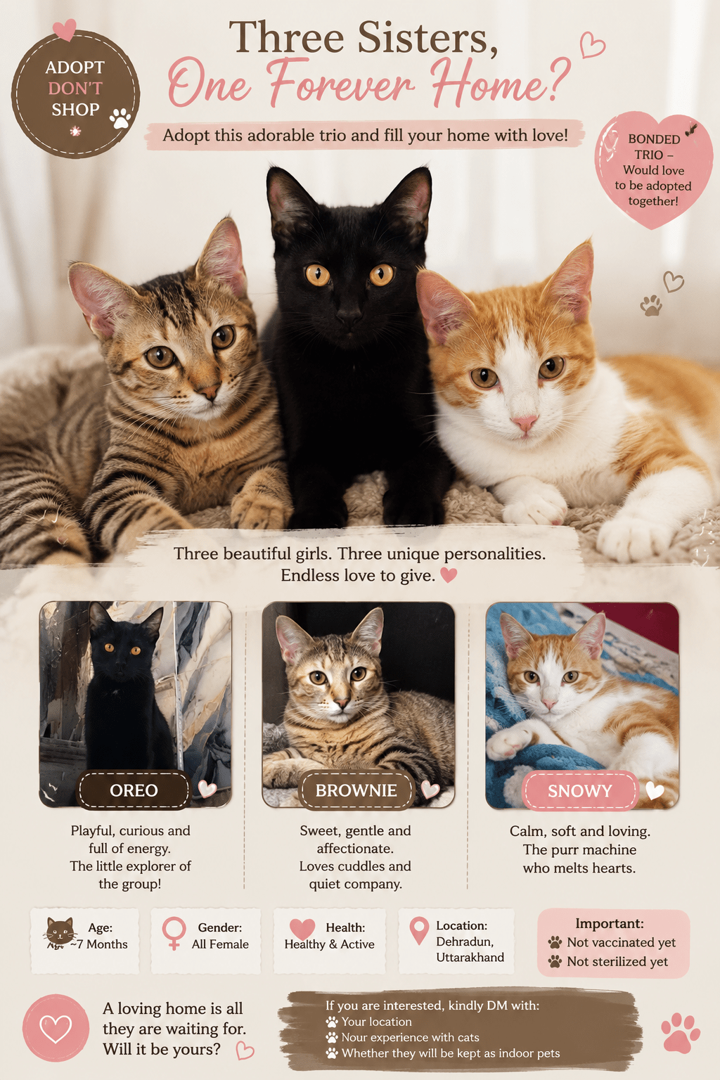 Oreo, Brownie and Snowy, three bonded sisters, need a home — Dehradun