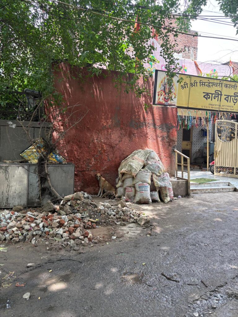 A rescued mother dog and her newborn puppies, East Delhi
