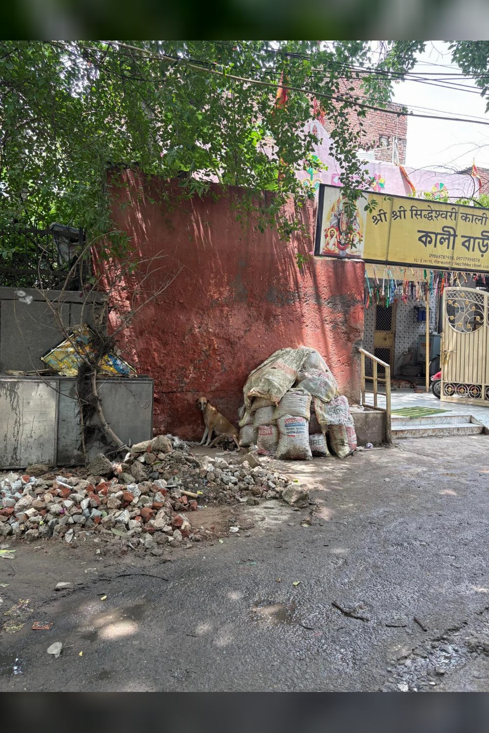 A mother dog and her seven newborn puppies need rescue from a busy East Delhi road