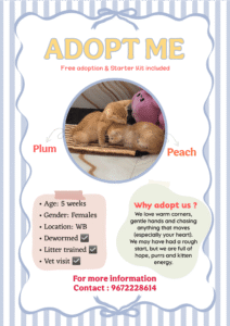 Kittens up for adoption in Kolkata, West Midnapore, Bankura, East Midnapore