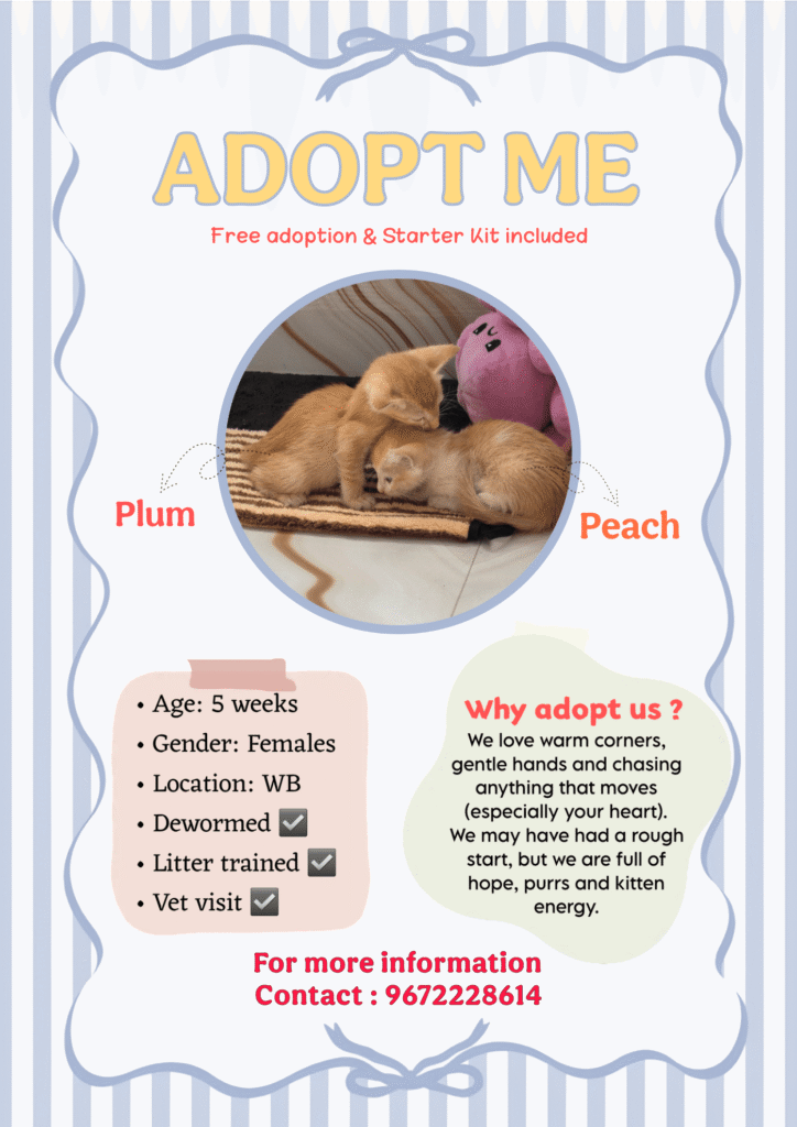 Kittens up for adoption in Kolkata, West Midnapore, Bankura, East Midnapore a... - kitten in Kolkata