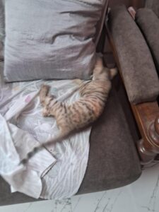 Urgent adoption request for stray kittens