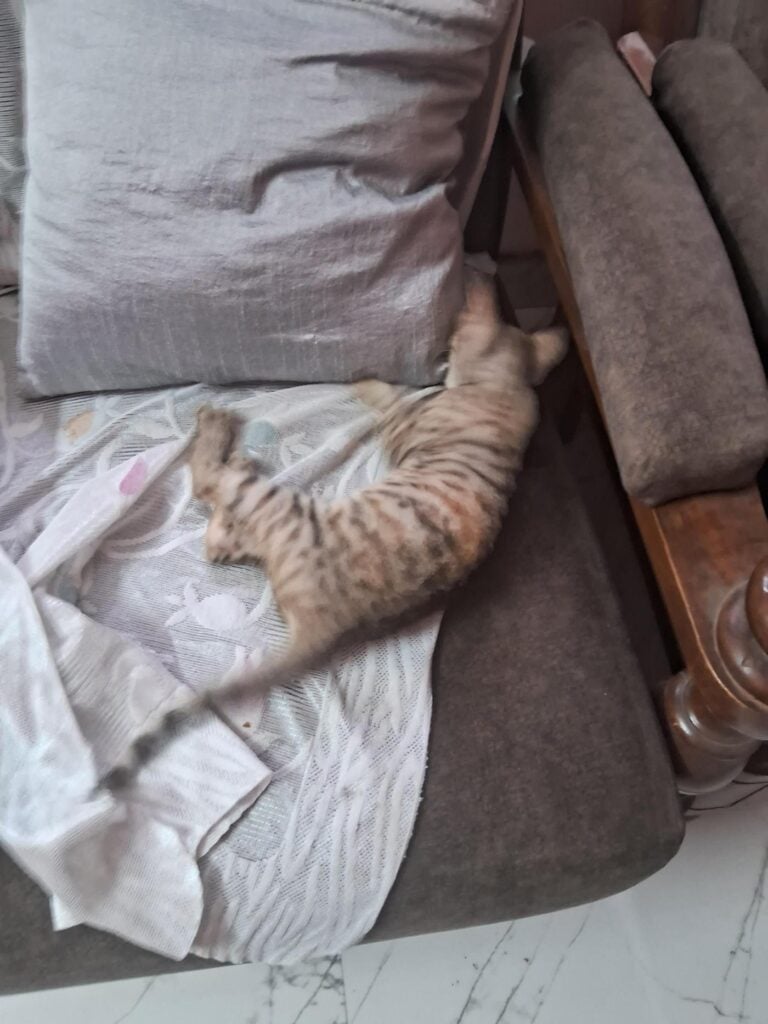Urgent adoption request for stray kittens in lucknow - kitten in Lucknow