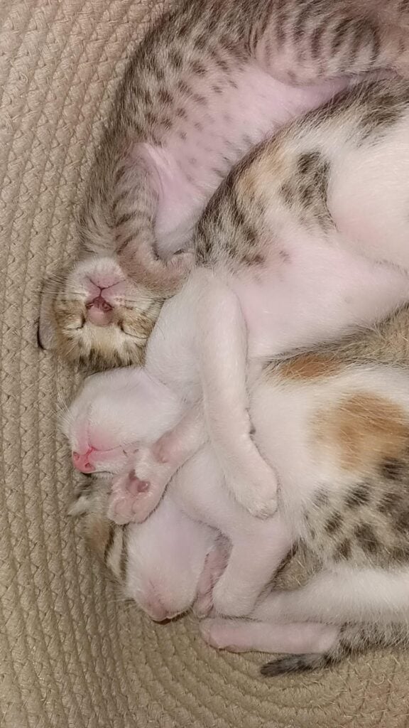 Three rescued kittens up for adoption in Gurgaon, Delhi NCR