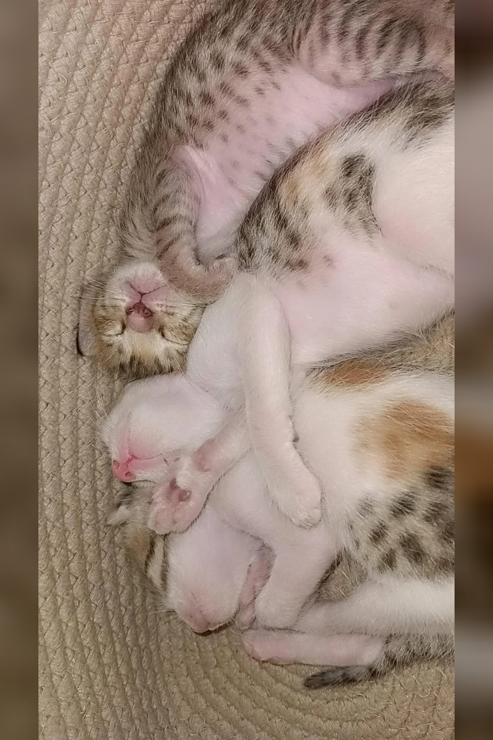 Three kittens looking for forever homes in Gurgaon — Delhi NCR