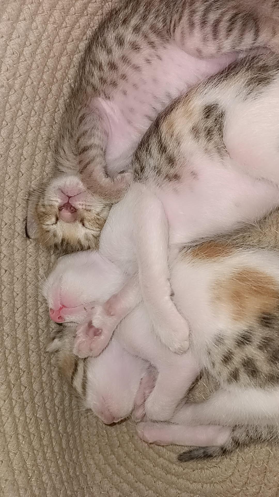 Three kittens looking for forever homes in Gurgaon — Delhi NCR