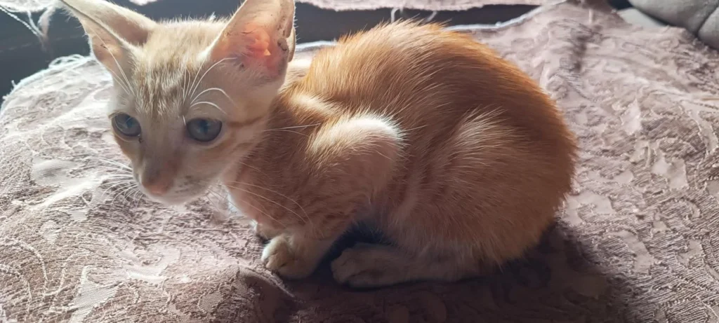 Urgent Adoption appeal for 2 ginger females - pet in Mumbai