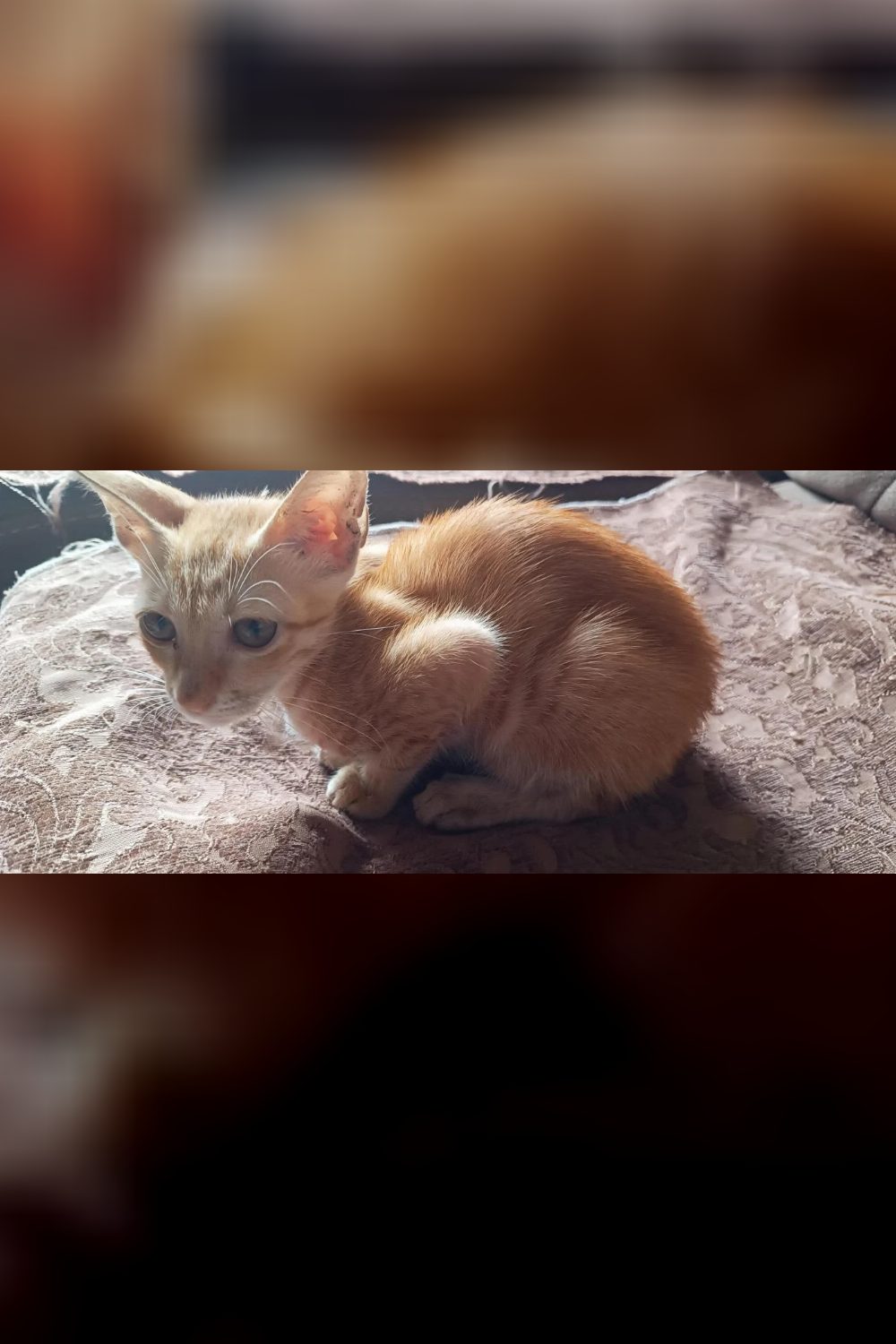 Urgent Adoption appeal for 2 ginger females β Mumbai