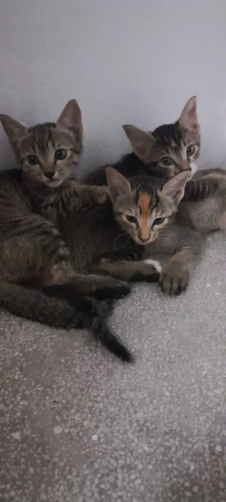 Three young tabby kittens sitting together on a floor in Delhi
