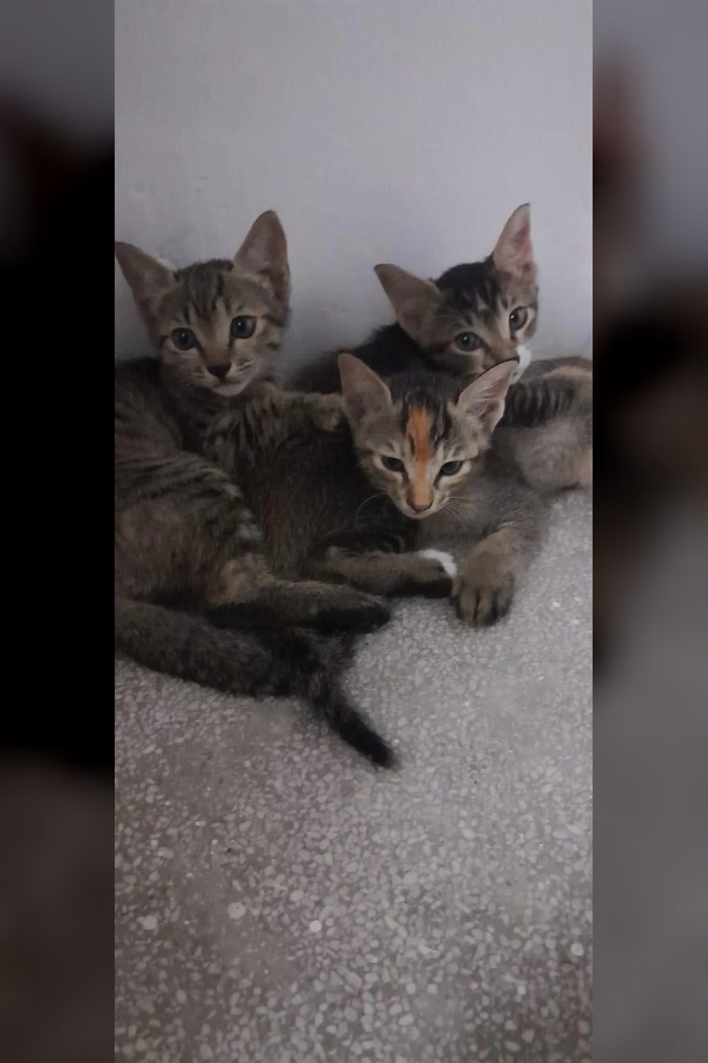 Three tabby kittens photographed together need homes in Delhi