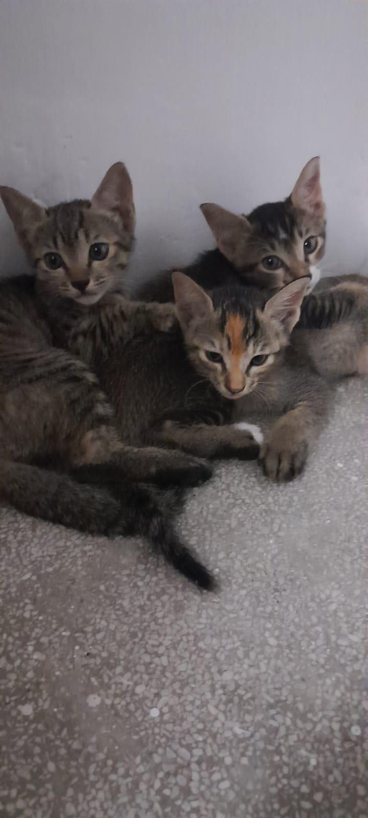Three tabby kittens photographed together need homes in Delhi