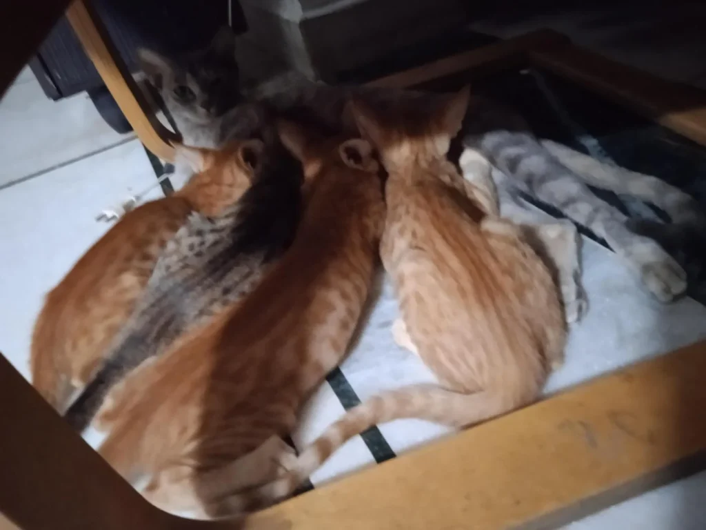 Kittens for adoption - kitten in Delhi NCR