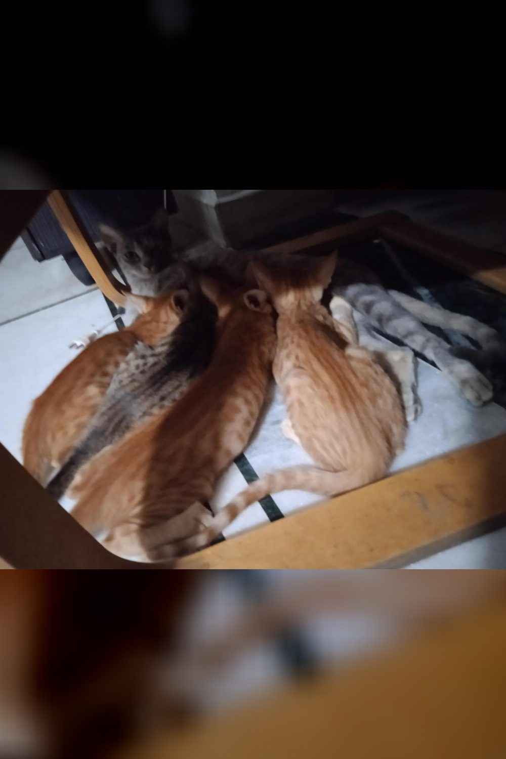 Four three-month-old litter-trained kittens need homes — Delhi NCR