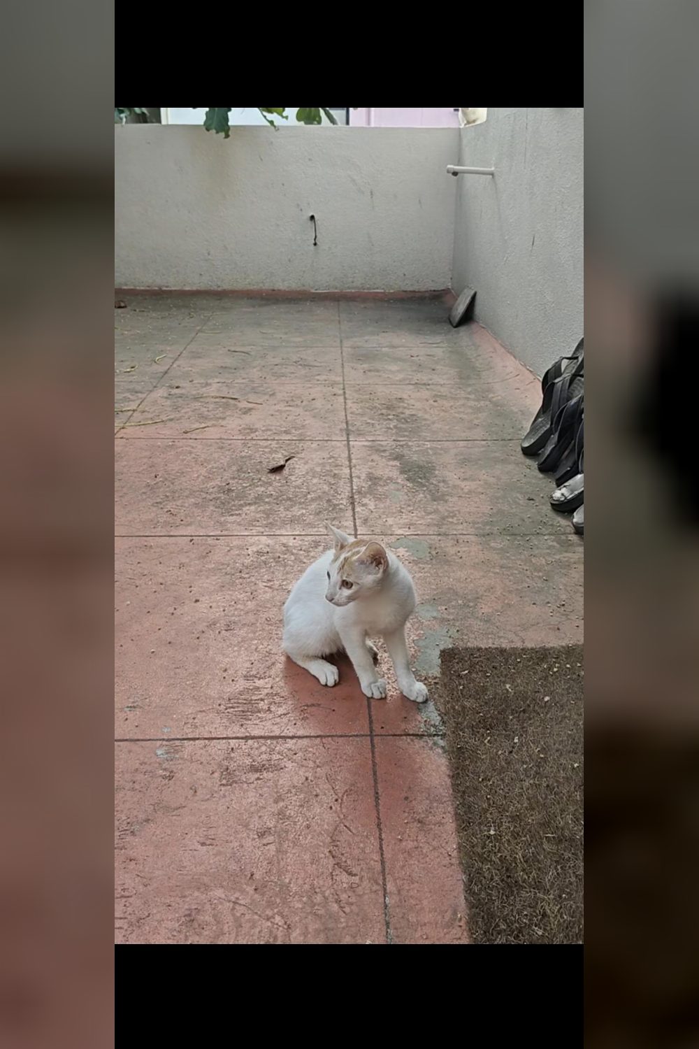 Adoption Request For My Kitten — Bengaluru