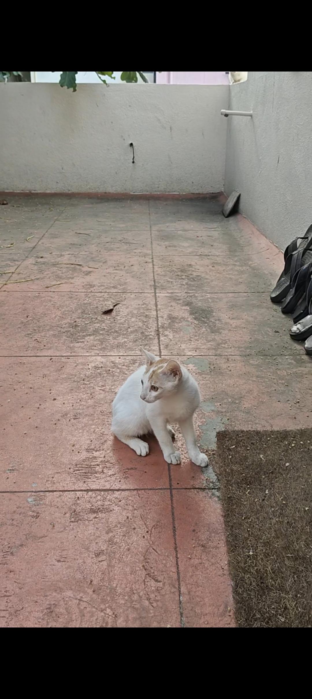 Adoption Request For My Kitten — Bengaluru