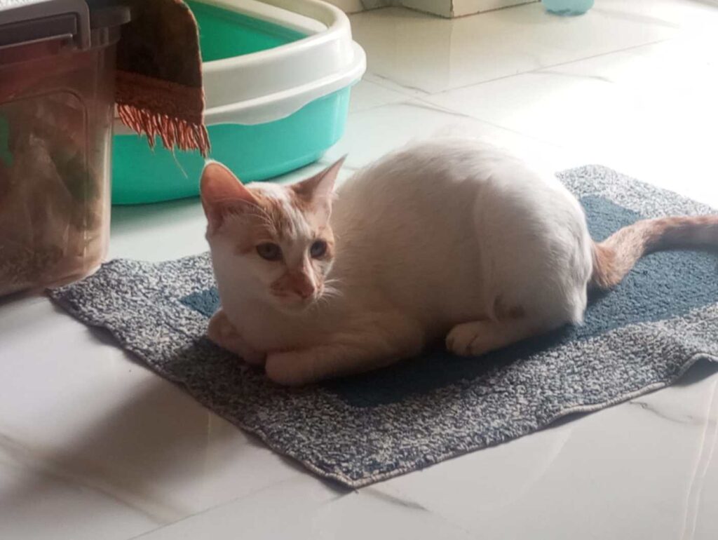 Urgent Cat Foster/Adoption Appeal - kitten in Pune