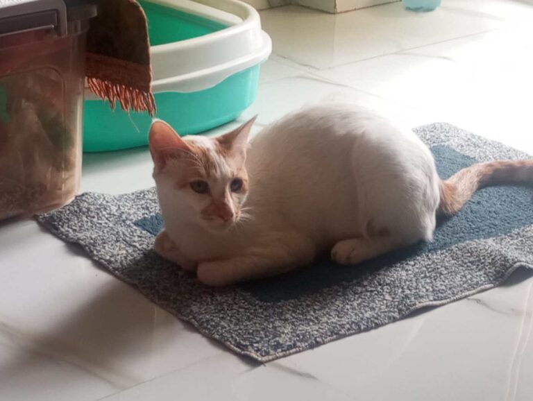 Urgent Cat Foster/Adoption Appeal, adoptable cat in Pune